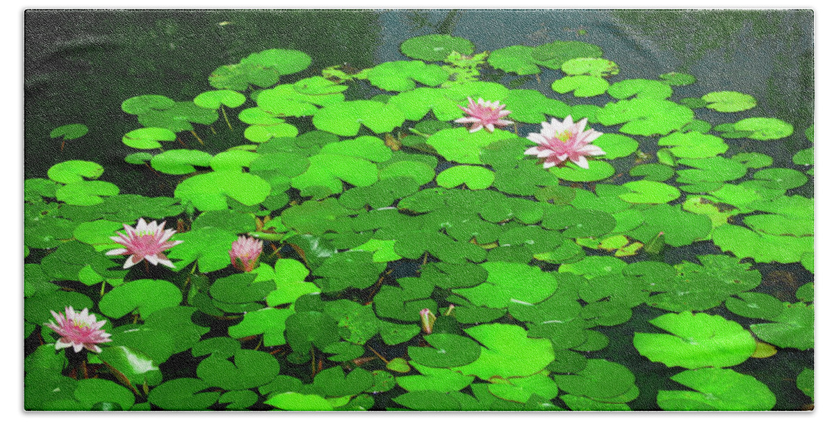 Water Flower Pond Nature Lotus Lily Plant Lake Leaf Waterlily Bloom Beauty Garden Summer Pink Reflection Flowers Leaves Flora Lilly Aquatic Spring Blossom Beautiful White Beach Towel featuring the photograph Water Lily pond by Grey Coopre