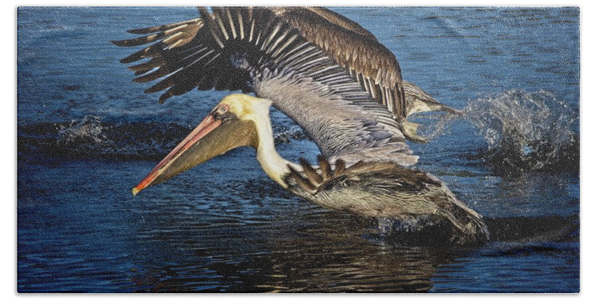 Brown Pelican Beach Towel featuring the photograph We Have Liftoff by Ronald Lutz