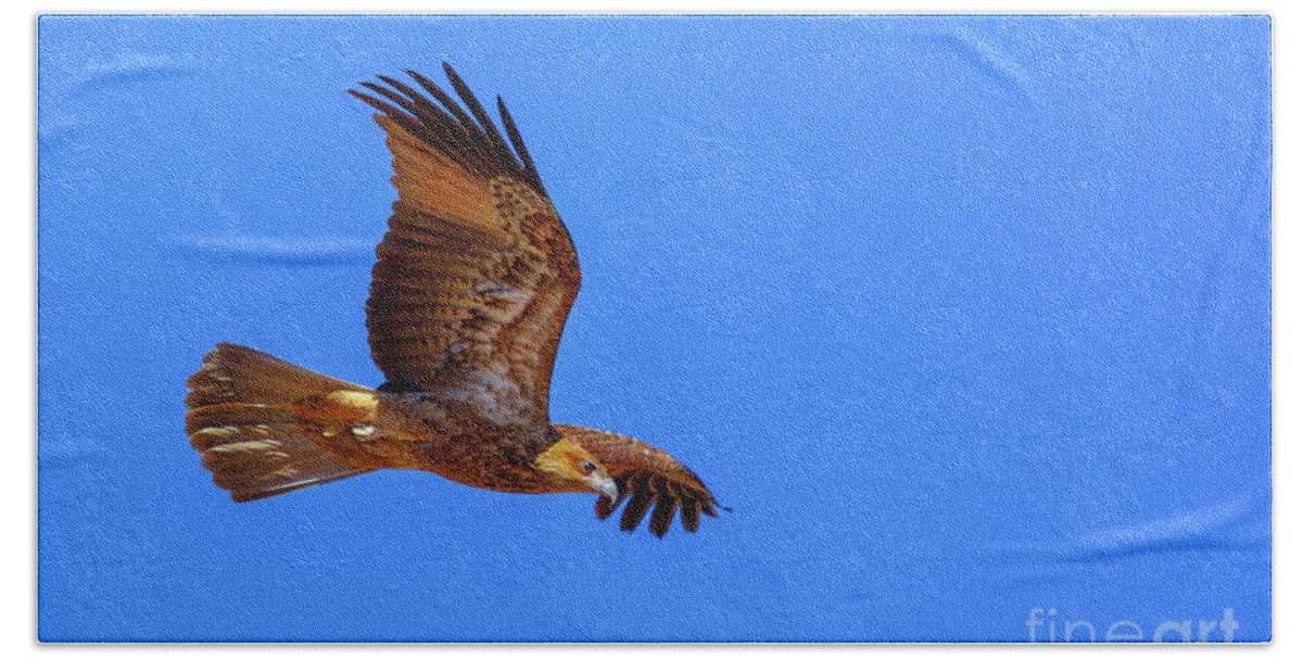 Eagle Beach Towel featuring the photograph Wedge tailed Eagle flight by Benny Marty