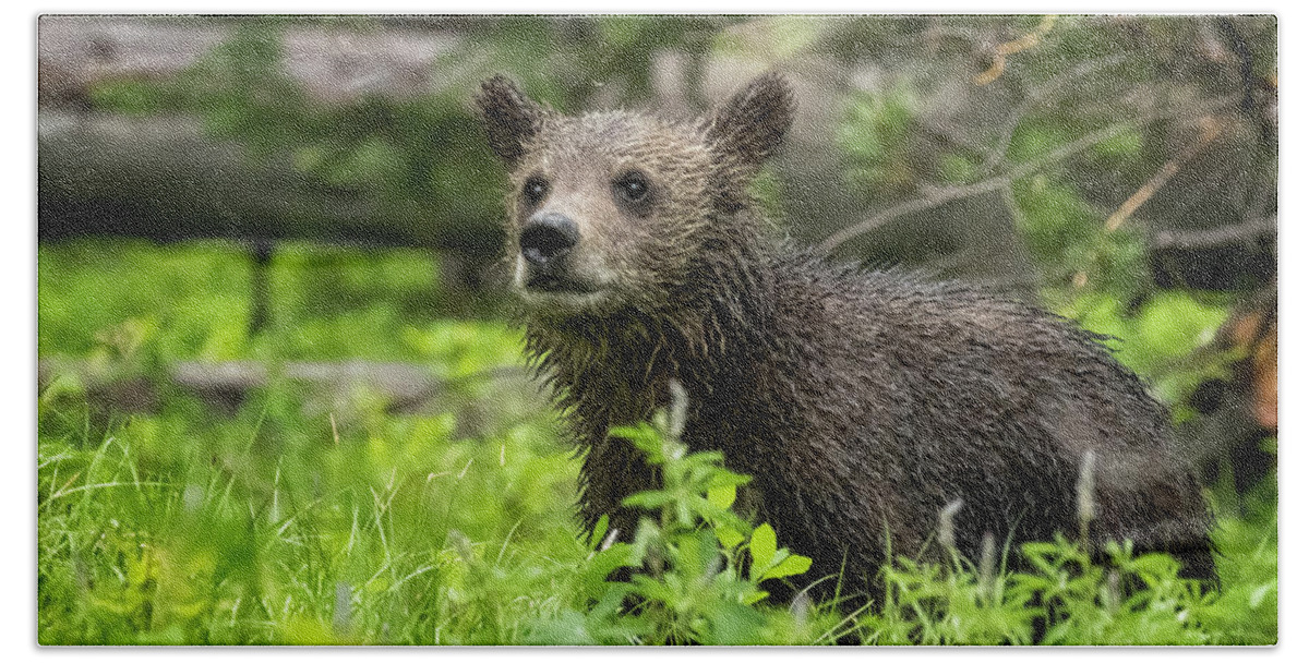 Grizzly Bear Cub Beach Towel featuring the photograph Wet Grizzly Cub by Belinda Greb