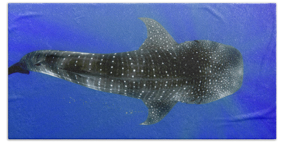 Whale Shark Beach Towel featuring the photograph Whale shark by Artesub