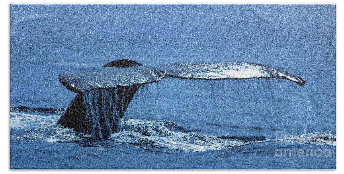 Whales Beach Towel featuring the photograph Whale Tale by Theresa D Williams