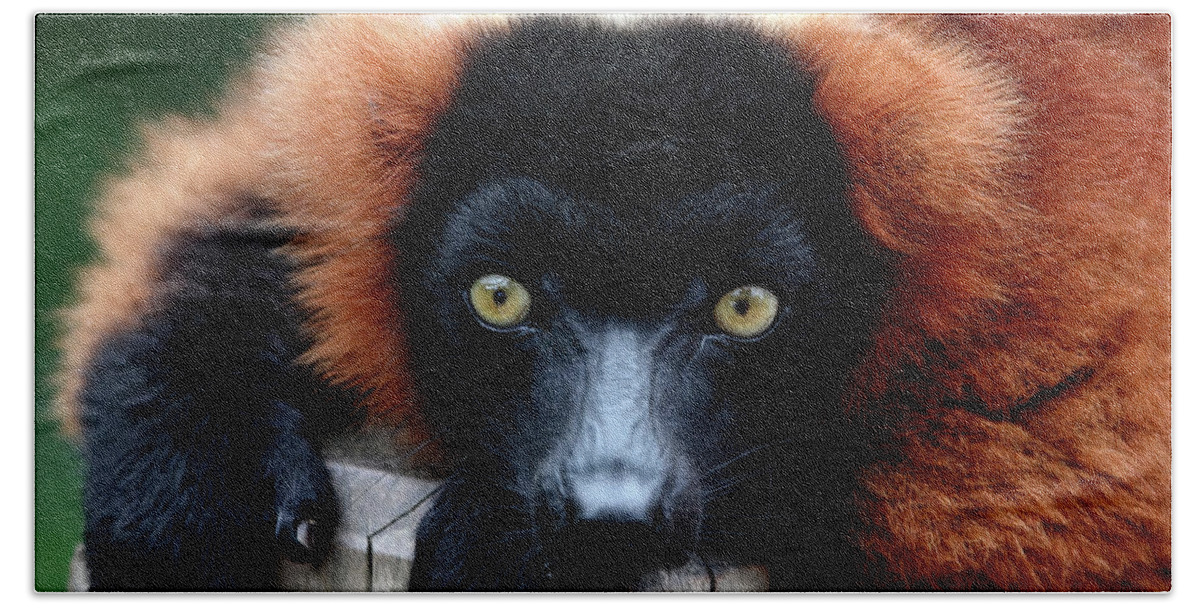 Red Ruffed Lemur Beach Towel featuring the photograph Whatchya Lookin At by Lens Art Photography By Larry Trager