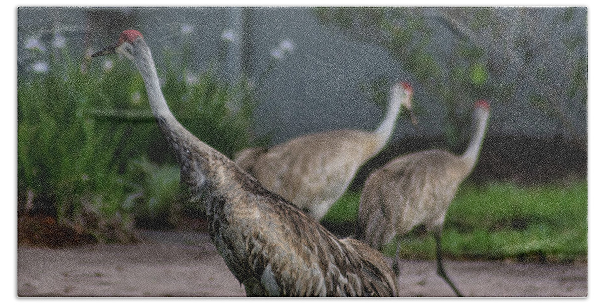Bird Beach Towel featuring the photograph When Cranes Visit by Portia Olaughlin