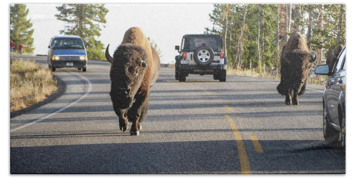 Buffalo Beach Towel featuring the photograph Where The Buffalo Roam - Bison, Yellowstone National Park, Wyoming by Earth And Spirit