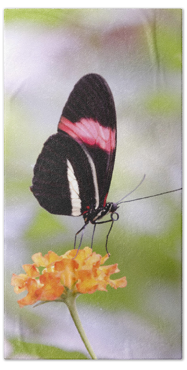 Postman Beach Towel featuring the photograph Whispering of butterfly wings 15 by Jaroslav Buna