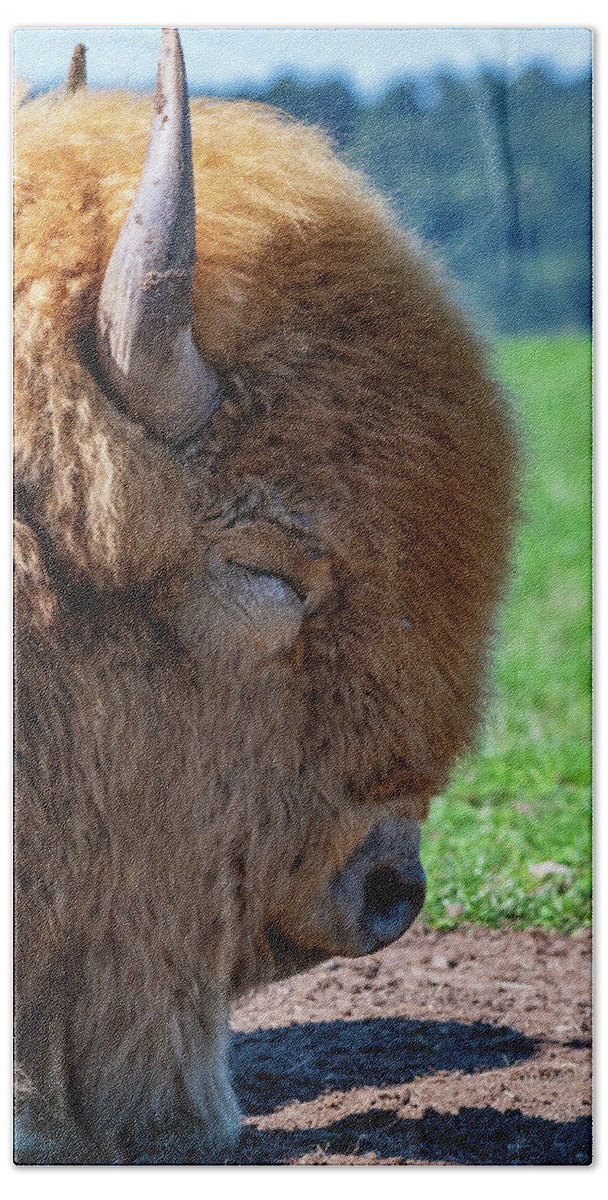 Nature Beach Towel featuring the photograph White American Bison by Rose Guinther