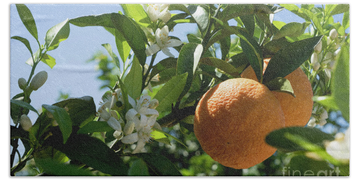 Orange Blossom Beach Towel featuring the photograph White blossoms, ripe oranges and floral beauty in the Mediterranean sunlight by Adriana Mueller