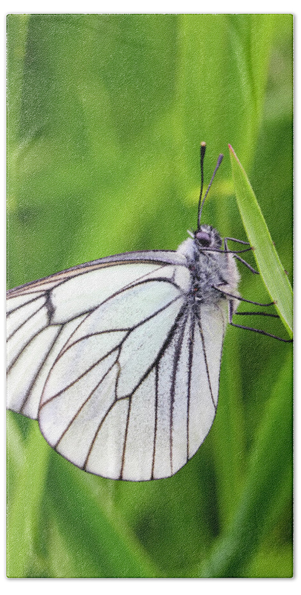 Butterfly Beach Towel featuring the photograph White Butterfly On Green Grass by Mikhail Kokhanchikov
