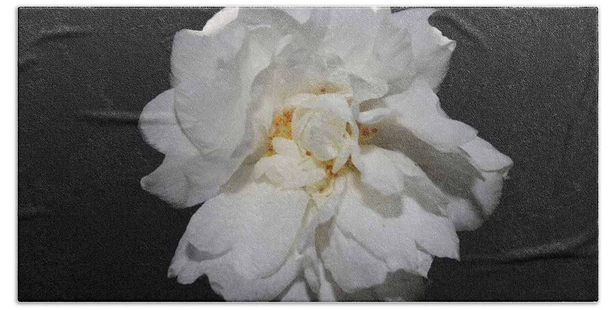 Camellia Beach Towel featuring the photograph White Camellia II by Mingming Jiang