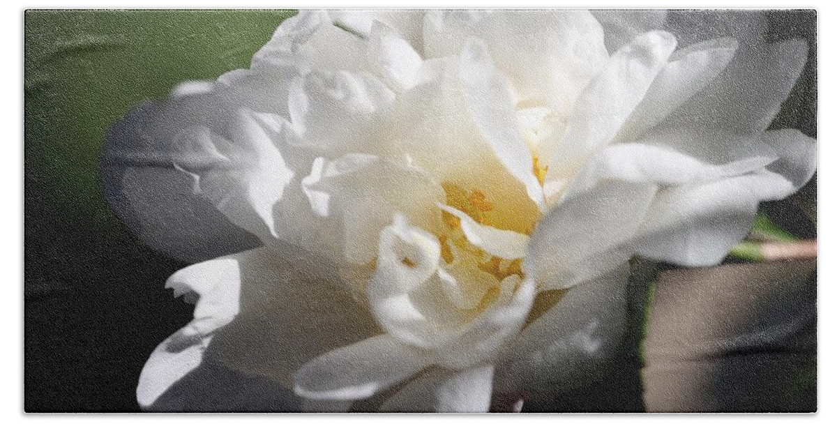Camellia Beach Towel featuring the photograph White Camellia III by Mingming Jiang