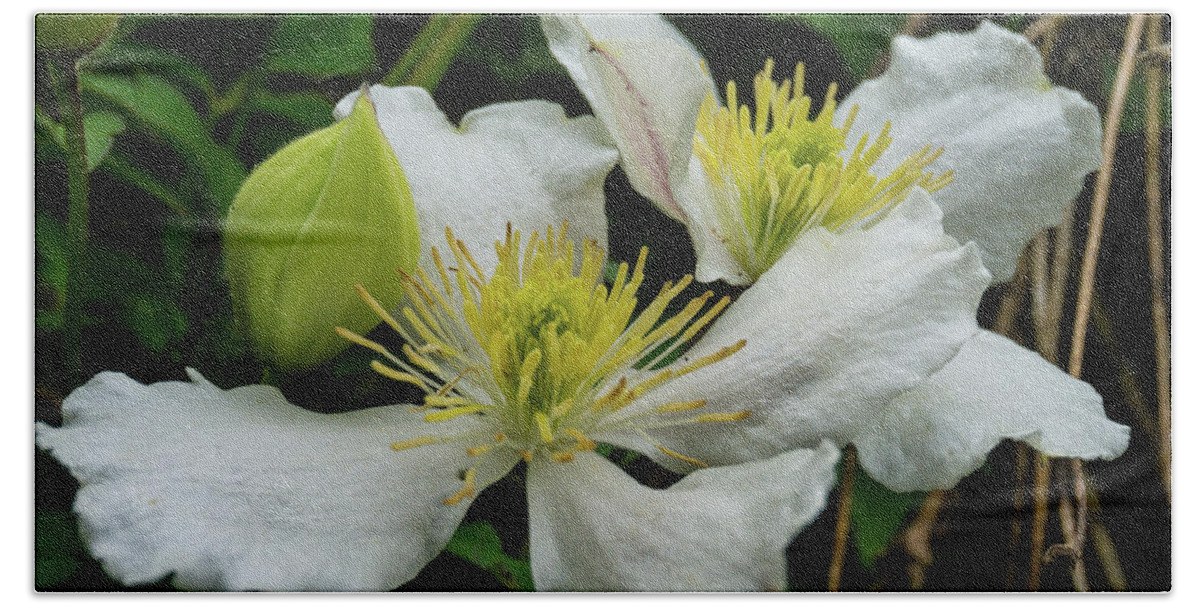 Clematis White Vine Flower Spring Beach Towel featuring the photograph White Clematis 1 by Peggy McCormick