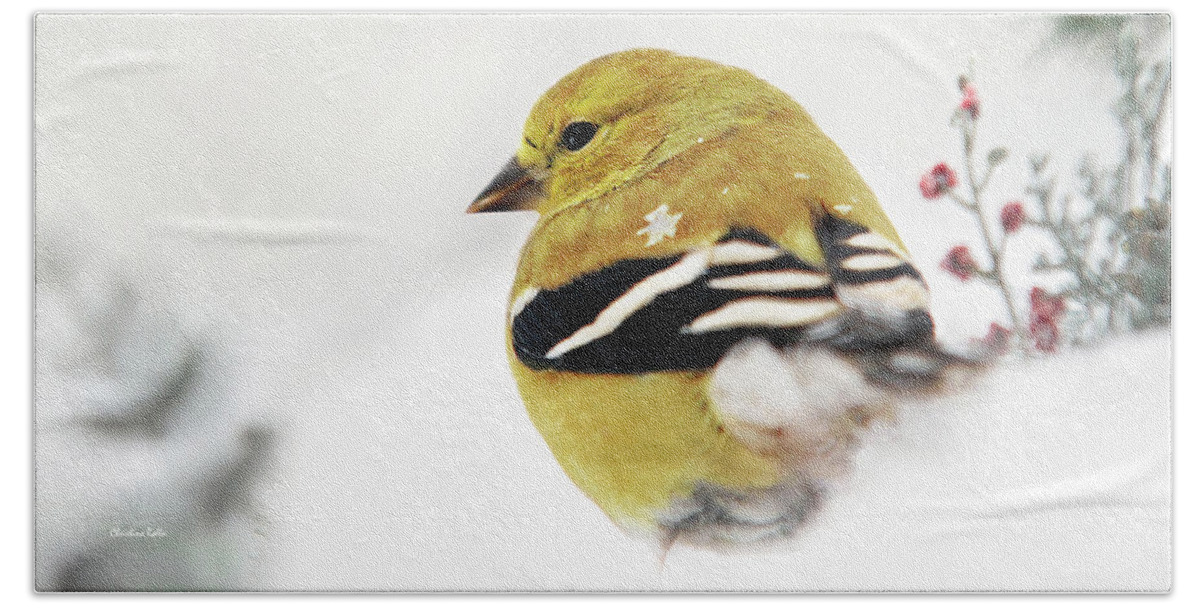 Bird Beach Towel featuring the photograph White Gold Goldfinch by Christina Rollo