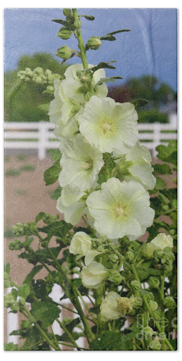Hollyhock Beach Towel featuring the photograph White Hollyhocks over White Fence by Carol Groenen