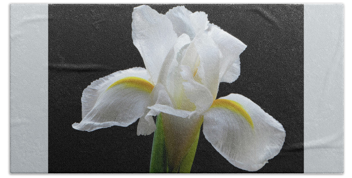  Iris Flowers Beach Towel featuring the photograph White Iris Flower by Terence Davis