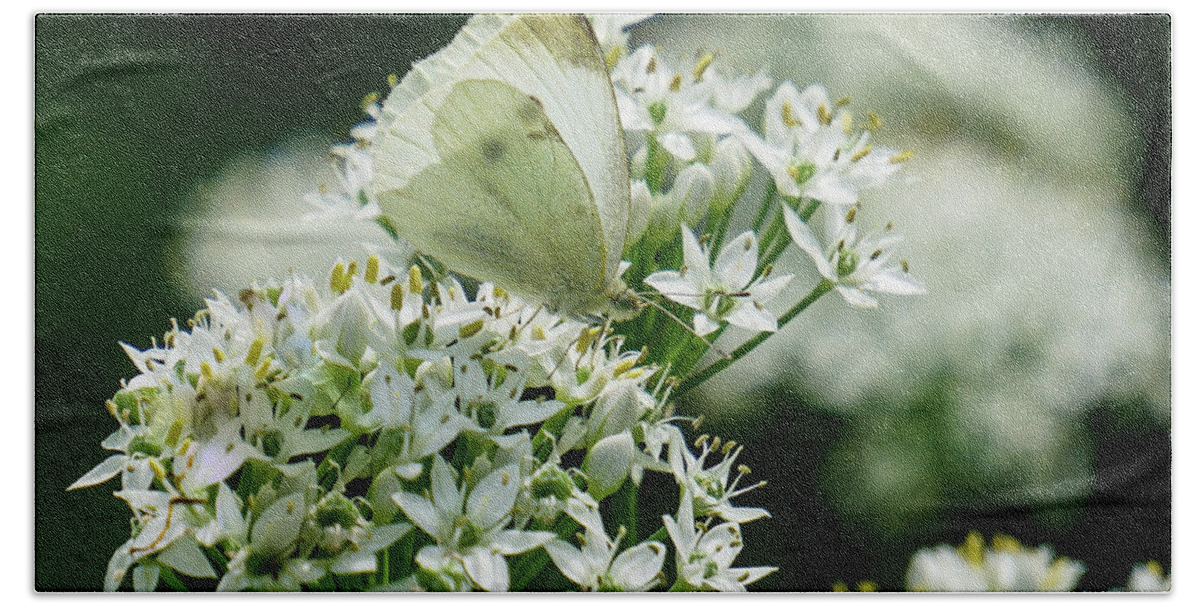 Cabbage White Beach Towel featuring the photograph White on White by Tana Reiff