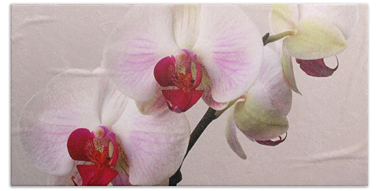 Orchid Beach Towel featuring the photograph White Orchid by Juergen Roth