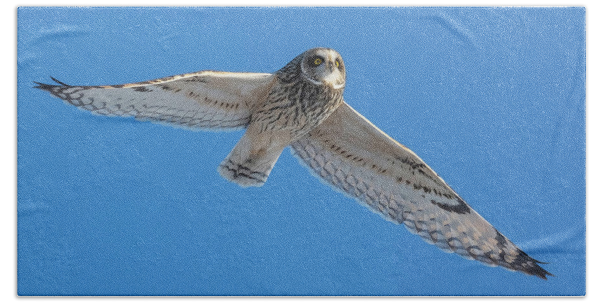 Owl Beach Towel featuring the photograph White Owl Flying by William Jobes