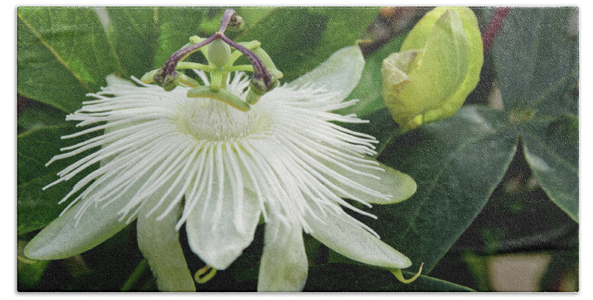 White Beach Towel featuring the photograph White Passion Flower by Jeff Townsend