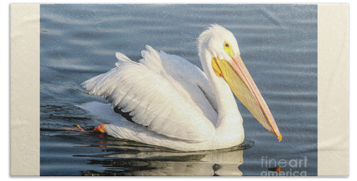 American White Pelican Beach Towel featuring the photograph White Pelican Beauty by Joanne Carey