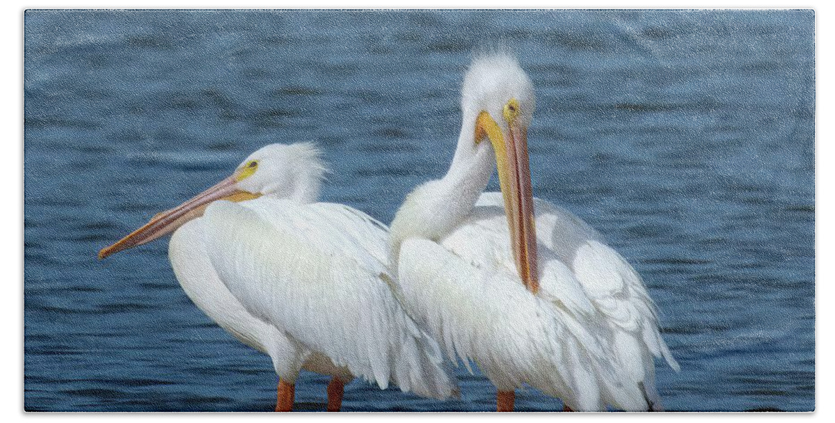 White Pelican Beach Towel featuring the photograph White Pelicans by Rebecca Herranen
