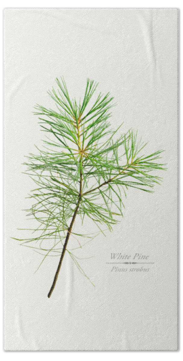 White Pine Beach Towel featuring the mixed media White Pine by Christina Rollo