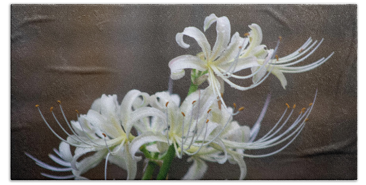 Photograph Beach Towel featuring the photograph White Spider Lilies by Suzanne Gaff