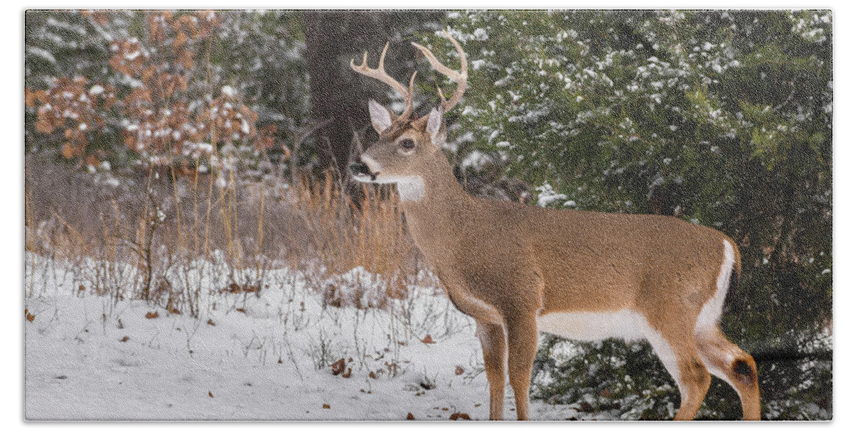 White-tailed Deer Beach Towel featuring the photograph White-tailed Deer - 8904 by Jerry Owens