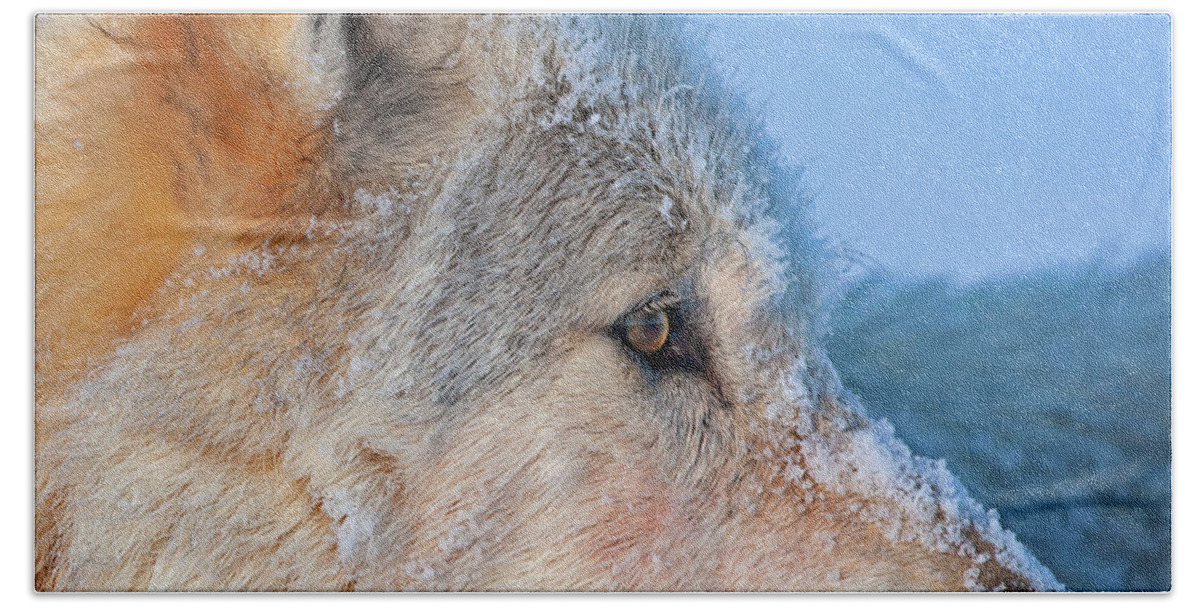 Wolf Beach Towel featuring the photograph White Wolf Profile- 540F by Mark Miller