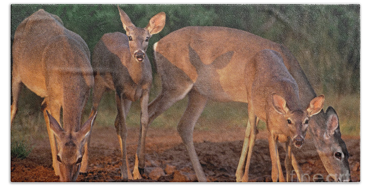 North America Beach Sheet featuring the photograph Whitetail Deer at Waterhole Texas by Dave Welling