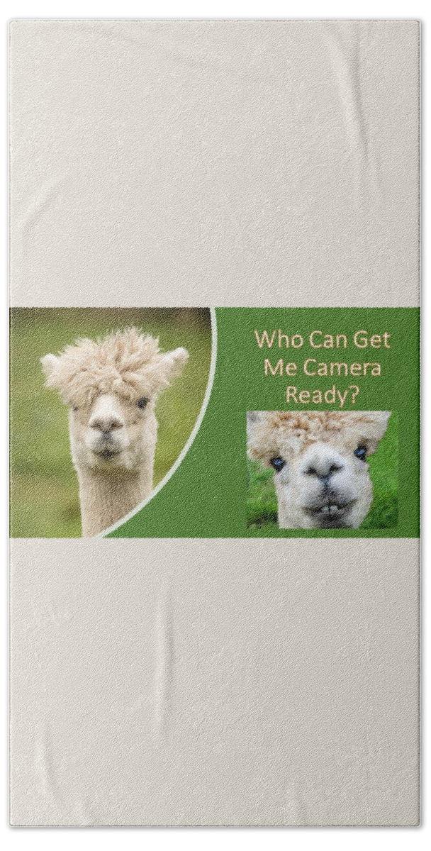 Alpaca Beach Towel featuring the photograph Who Can Get Me Camera Ready by Nancy Ayanna Wyatt
