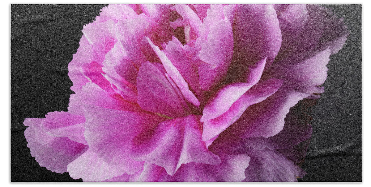 Red Carnation Beach Sheet featuring the photograph Close-Up View of a Vibrant Pink Carnation Against a Dark Background #3 by Tony Cordoza