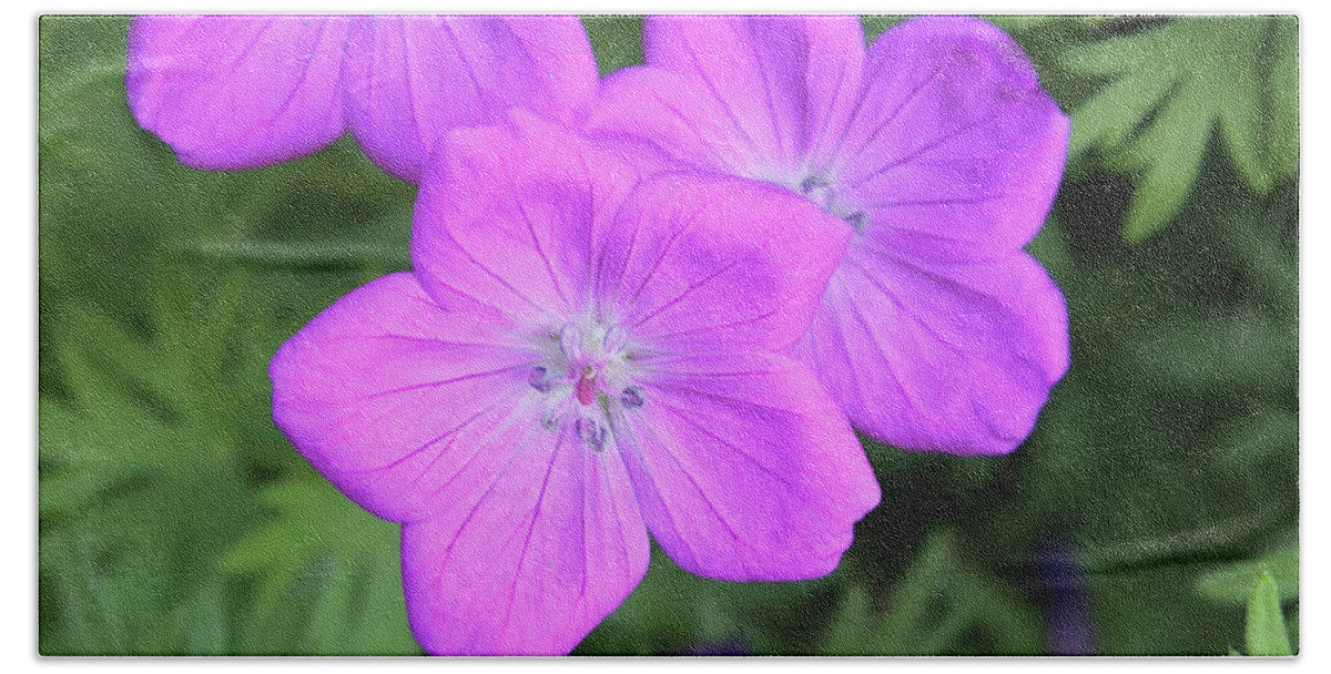 Flowers Beach Towel featuring the photograph Wild Geraniums by Bob Falcone