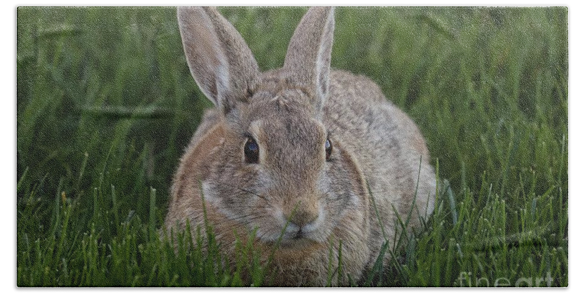 Rabbit Beach Towel featuring the photograph Wild Hare by Veronica Batterson
