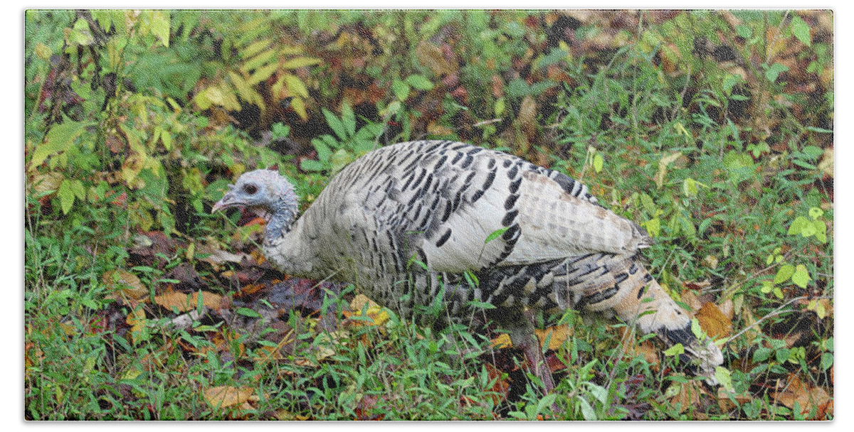 Tennessee Beach Towel featuring the photograph Wild White Turkey by Jennifer Robin
