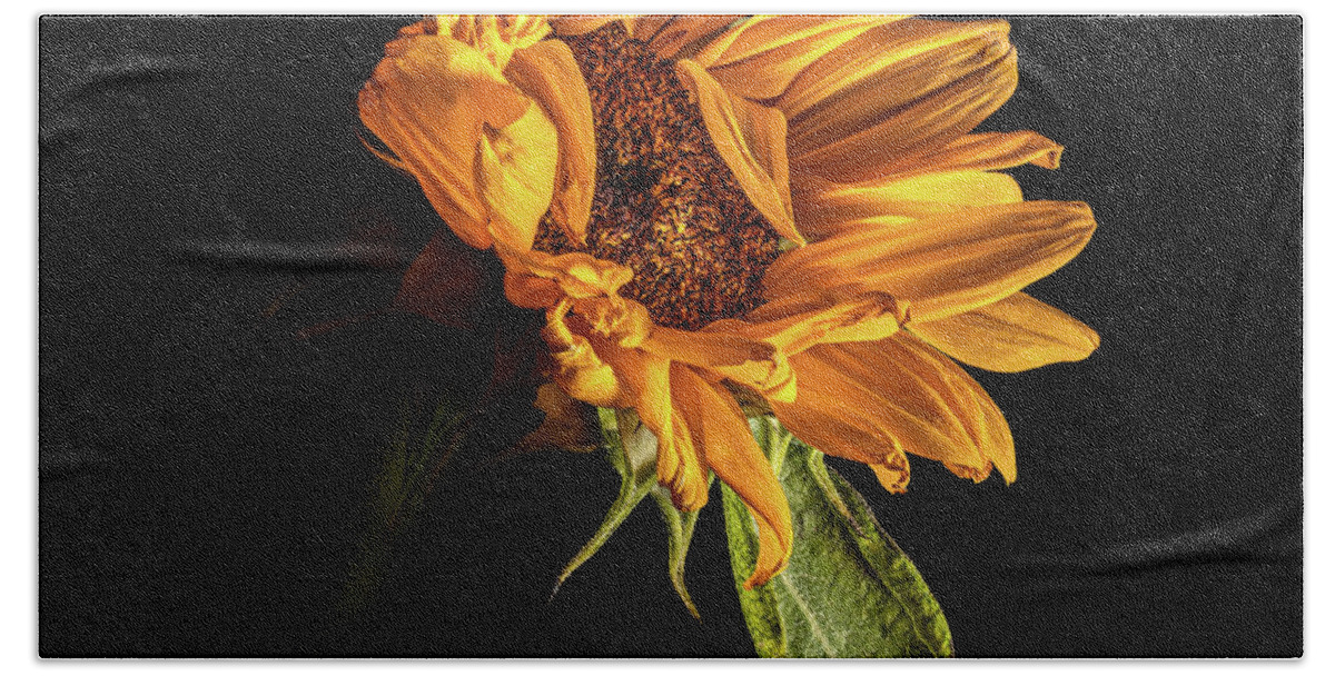 Black Background Beach Towel featuring the photograph Wilting Sunflower #1 by Kevin Suttlehan