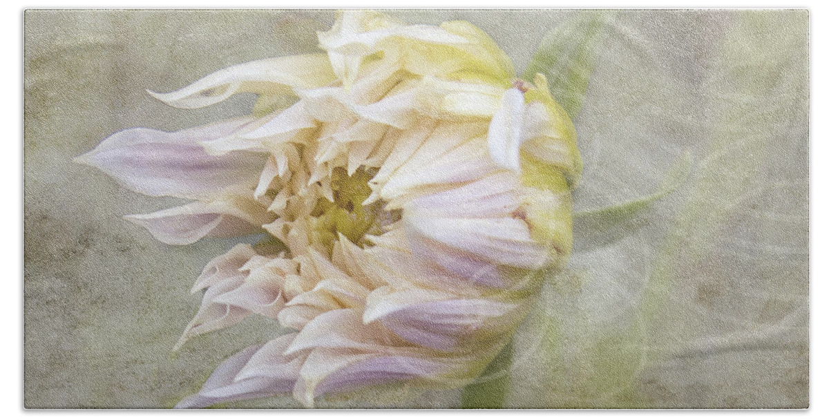 Flowers Beach Towel featuring the photograph Windswept Dahlia Flower by Betty Denise