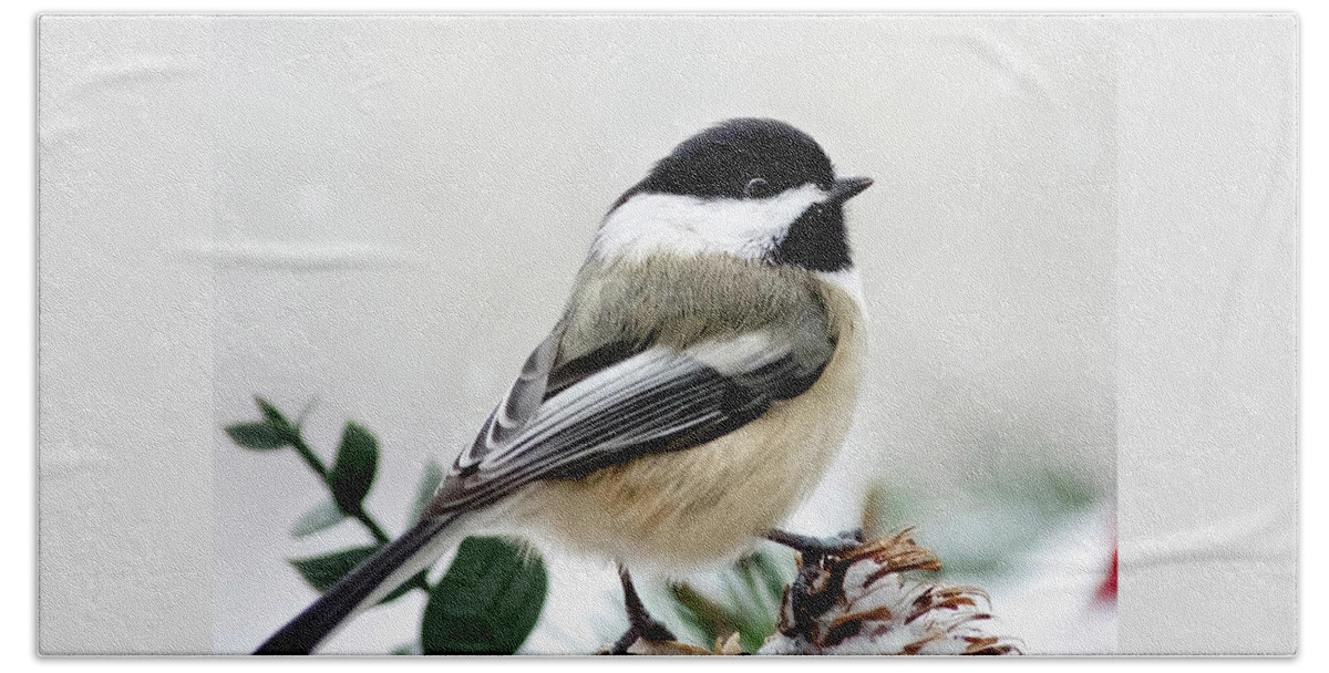 Winter Beach Towel featuring the photograph Winter Chickadee Square by Christina Rollo