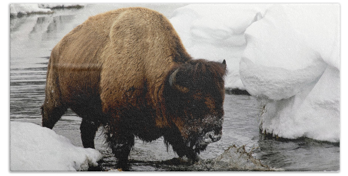 Bison Beach Towel featuring the photograph Winter Splash by Art Cole
