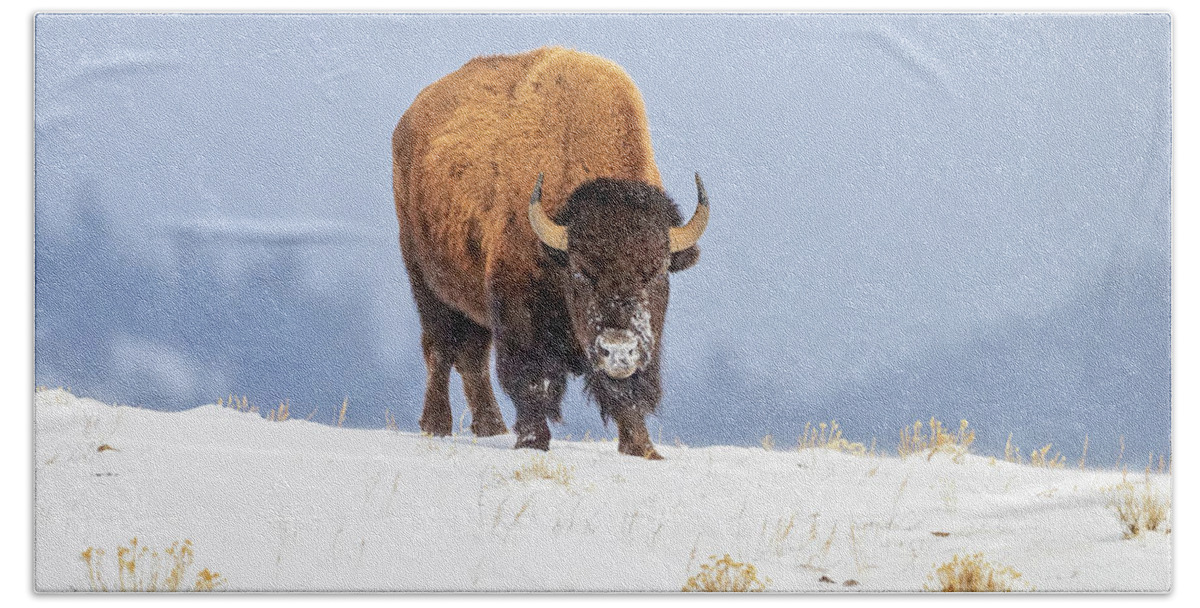 Bison Beach Sheet featuring the photograph Winter Warrior by Jack Bell