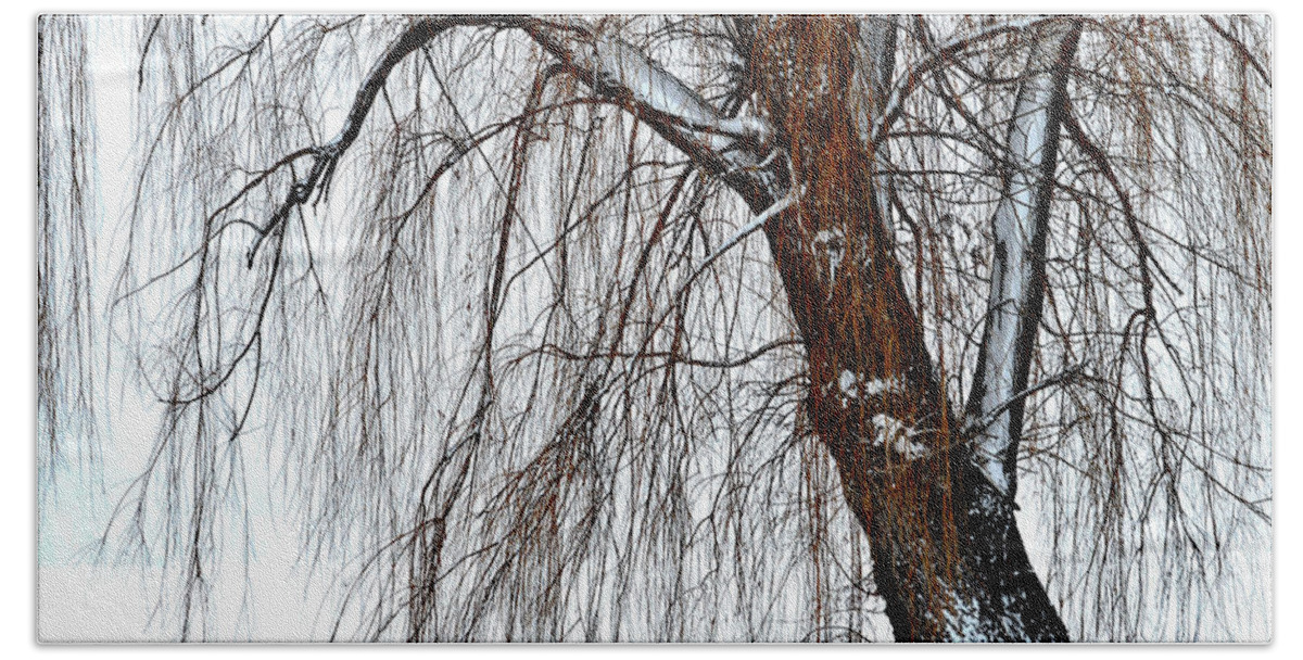 Willow Tree Beach Towel featuring the photograph Winter Willow by Susie Loechler