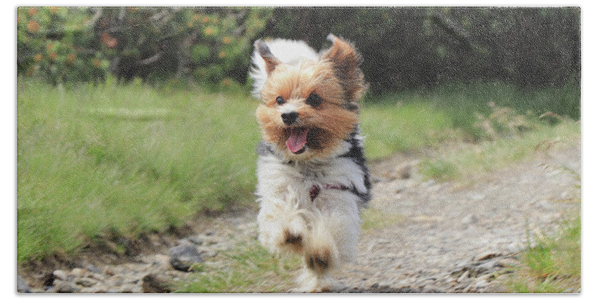 Biewer Yorkshire Terrier Beach Towel featuring the photograph Biewer Terrier in run position with tongue out by Vaclav Sonnek