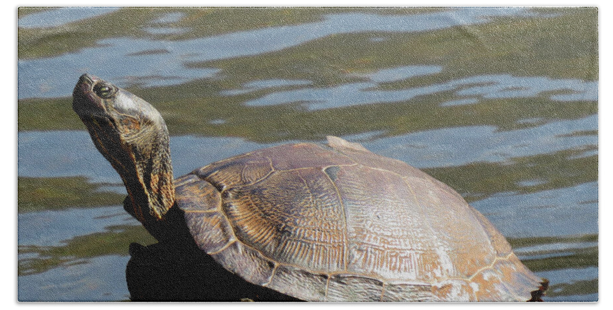 Wood Turtle Beach Sheet featuring the photograph Wood Turtle by Joshua Bales