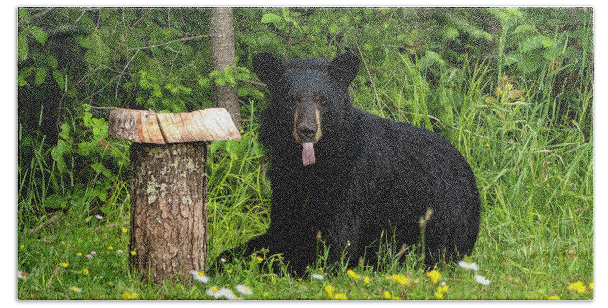 Sightings Beach Towel featuring the photograph Yearling Cub Black Bear Laying Down by Sandra J's