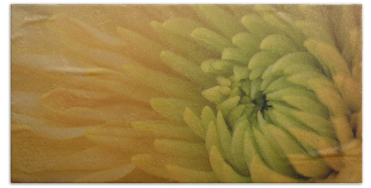 Chrysanthemum Beach Towel featuring the photograph Yellow Chrysanthemum by Kevin Schwalbe