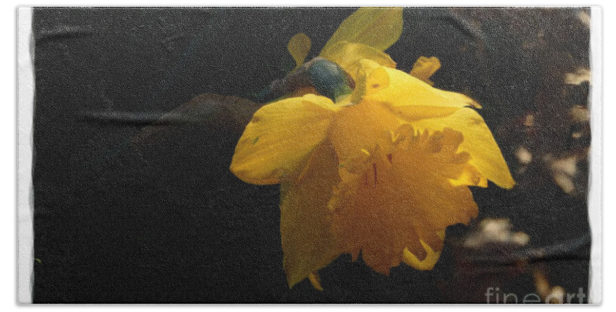 Digital Art Beach Towel featuring the photograph Yellow Daffodil 6 by Jean Bernard Roussilhe
