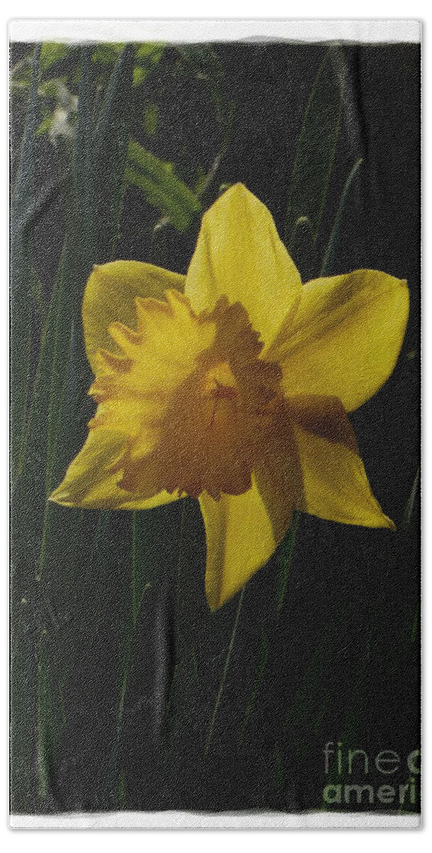 Art Beach Towel featuring the photograph Yellow Daffodil 8 by Jean Bernard Roussilhe