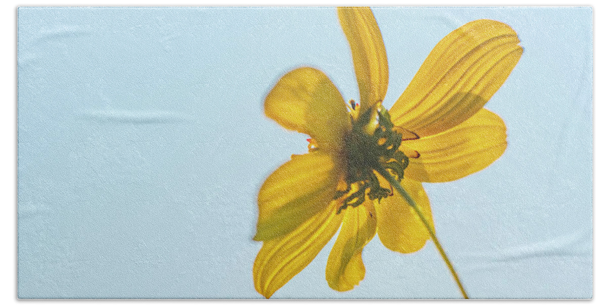 Daisy Beach Towel featuring the photograph Yellow Daisy And Sky by Karen Rispin