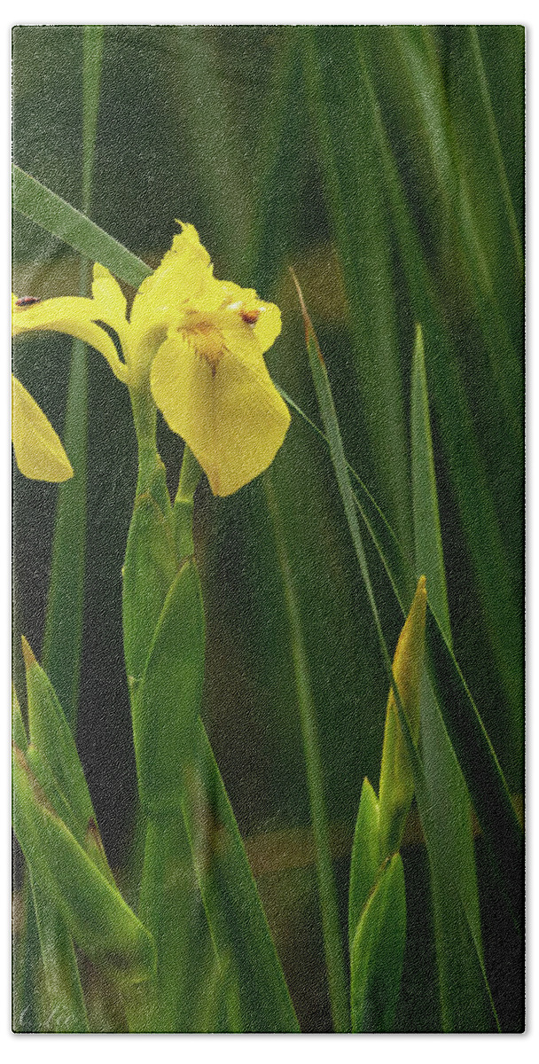 Flower Beach Towel featuring the photograph Yellow Flag Iris by David Lee