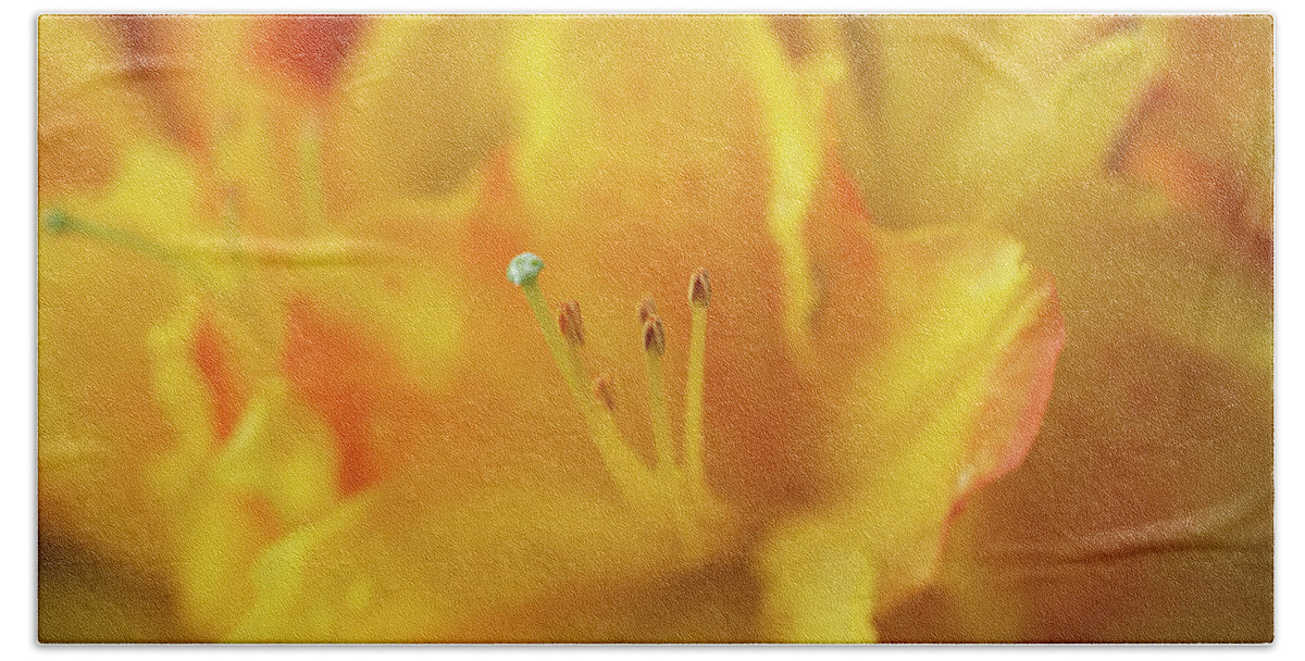 Fine Art Beach Towel featuring the photograph Yellow rhododendron flower by Average Images